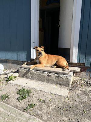 The new stoop is so much better than boards! Even the dog appreciated more room to sunbathe.