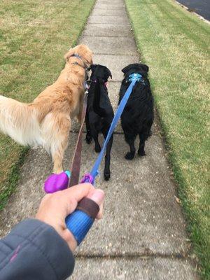 Dog Walkers in Carrollton, VA | Whiskers and Tails