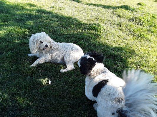 My pup Finn and his bestfriend, Gizmo!