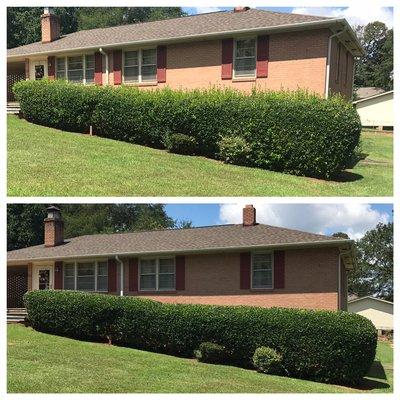 Before and after. Shrub trimming and lawn care