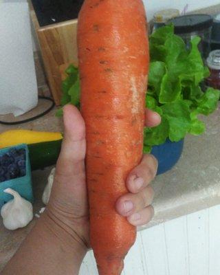 This organic carrot from Lone Maple Farm is as big as my hand!