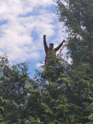 Cedar tree topping