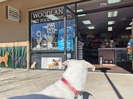 Freshly washed friend, admiring Woodlands' treat section from afar.