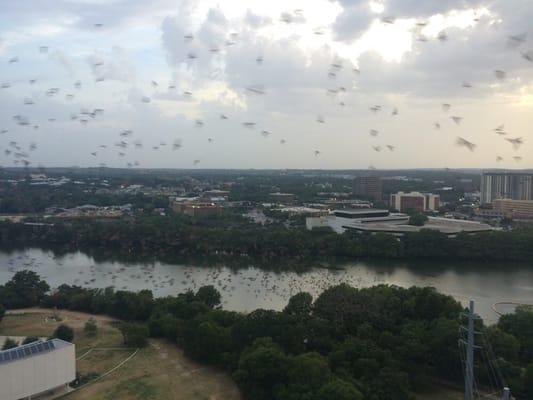 Bats that fly so close you can almost touch them