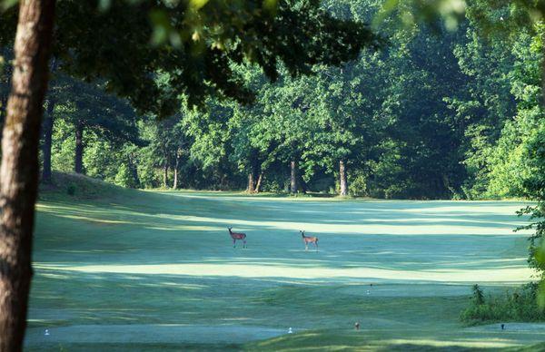 Hole 13 is a beautiful par 5 and one of several holes on the course that are greatly enjoyed by the resident white tail deer.