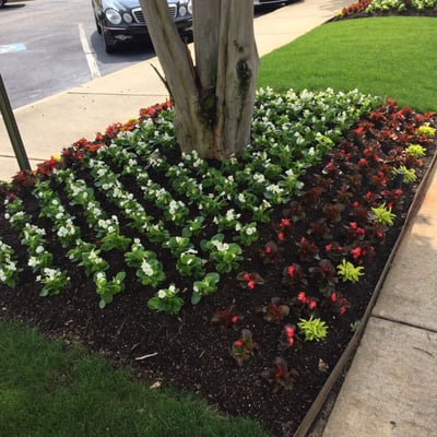 They did such a nice job last week on these flower beds! Absolutely lovely