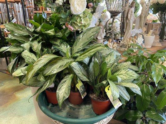 Green plant sale