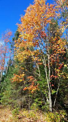 Some fall color along the trail that connects McClintock and Goodman Parks