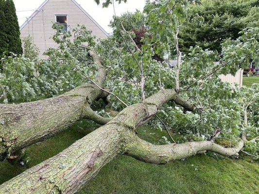 Frank Montalbano Tree Service