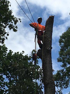 Tree Climbing Experts