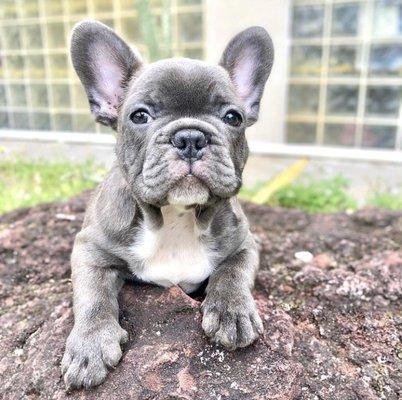 Solid blue french bulldog puppy