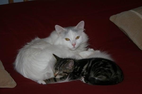 Happy Village Veterinary Clinic patients.