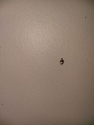 Cockroach painted to wall