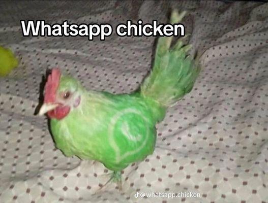 chicken