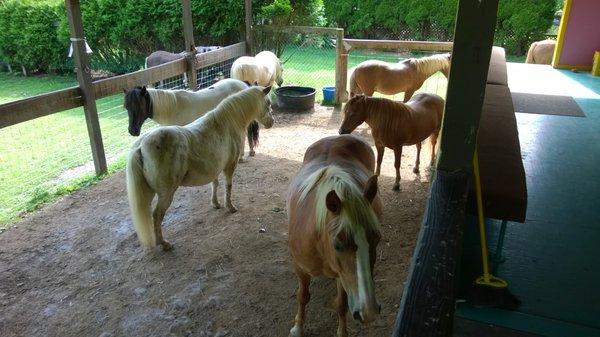 Some of the ponies