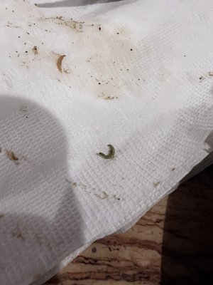 Green bug in food