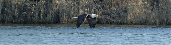 Many more pictures of Bald Eagles are available to purchase online.