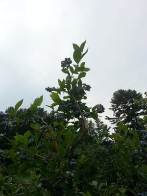 The blueberry bushes are very impressive.  And pretty.