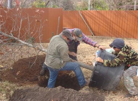 Our tree planting services will ensure your new trees get off to a healthy start.