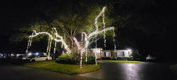 Beautifully lit Polk tree