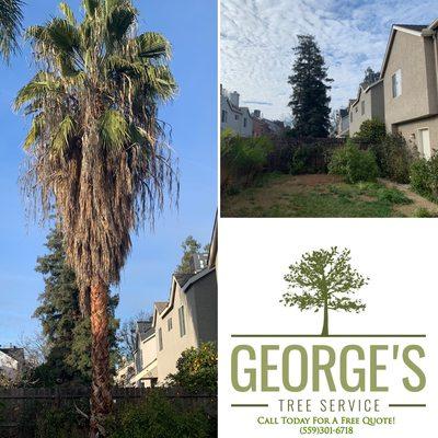 Palm Tree Removal. Give us a call if you need a palm tree removed !