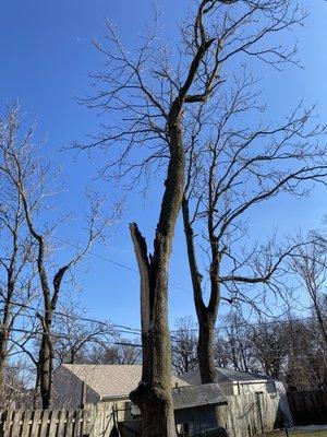 Split tree removal in Wauconda IL