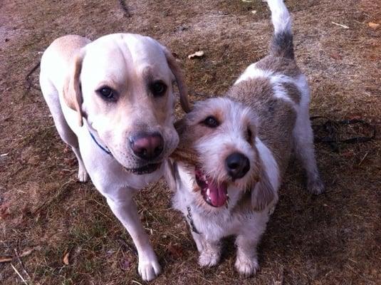 Buddy loves playing with Ricky and his Dogadu friends!