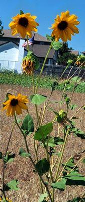 Sunflowers, we saw on our way out of the park! There is an American flag in the background. :)