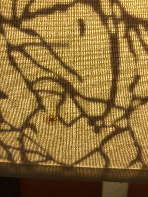 Blood spatter on light shade??