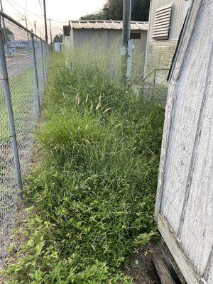 5 foot tall grass, home for mosquitoes