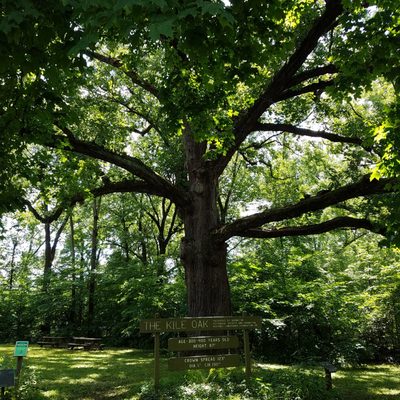 The main tree of the park has a trunk that is 5' in diameter