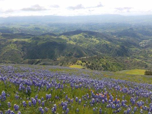 The lupines are representing as well.