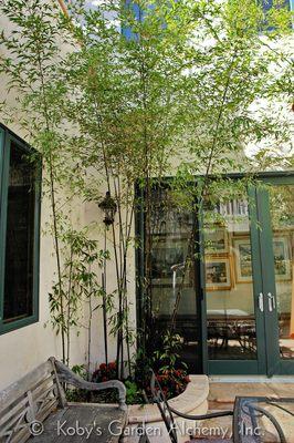 An elegant solution to a bare courtyard corner while still keeping all views open: bamboo in the form or ebony rods & emerald lace.