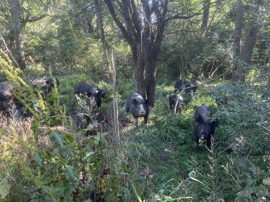 We raise heritage breed Berkshire hogs in woodland pasture. The tent sites are far from the livestock.