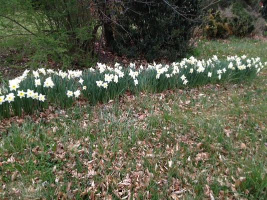 The farm in spring - Daffodils EVERYWHERE