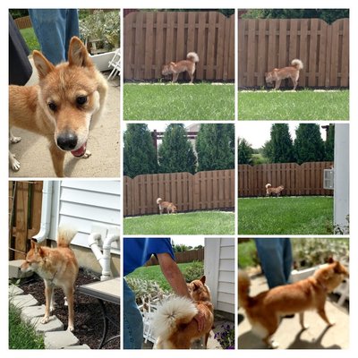 Jin Jin, East Asian Village dog from Korea, has an apartment at rescue in Indy and is undergoing heartworm treatment then spay 2018