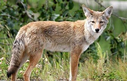 Coyote spotted at Compton College on school grounds in daylight.