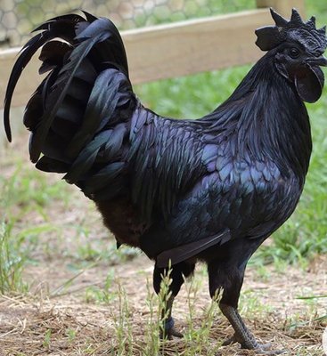 Ayam Cemani is an uncommon and relatively modern breed of chicken from Indonesia.