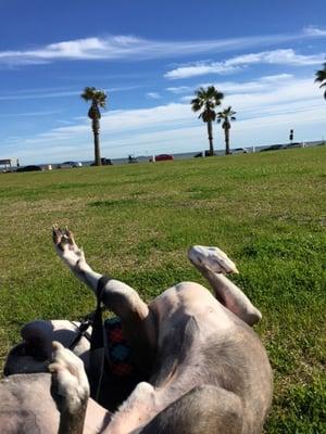 Not fenced, but plenty of soft grass to roll around on!