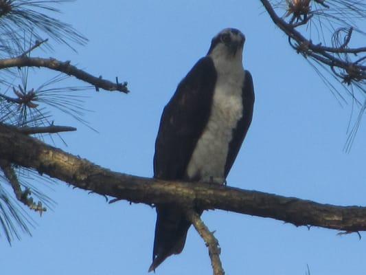 Sea Eagle