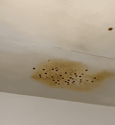 Enormous leak of (plumbing?) liquid in kitchen ceiling that had been growing overnight (again, Paul didnt care until I called the inspector)