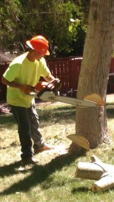 Tree removal in Buhl