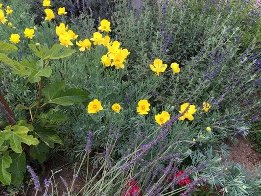 Low Water Native Gardens can be lush, pretty and inviting. No tumbleweed blowing through, here!