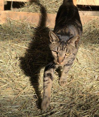 Barn cat taking care of things