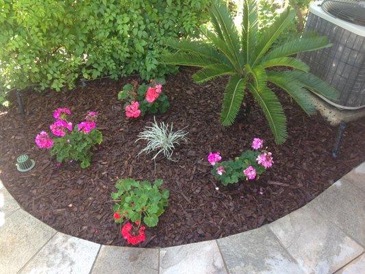 Beautiful cleanup job and planting of new flowers and Sago palm