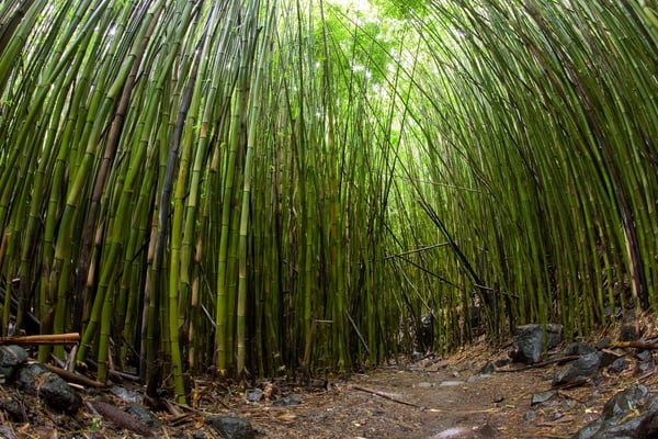 Fisheye Bamboo - Hana, Maui