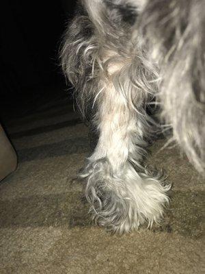 Dogs back leg has bald spots. Gracies cut clumps of hair off because they said the dogs hair was matted.