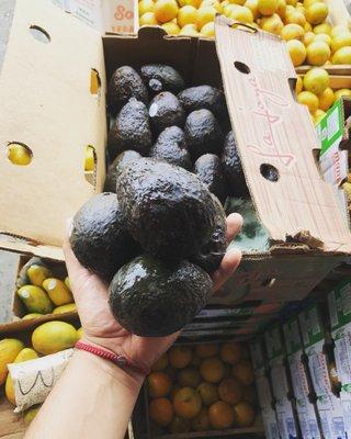 Fresh avocados $2.50 each