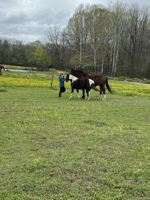 Pasture Horses Paddock