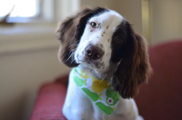 The world's cutest dog after her "do"